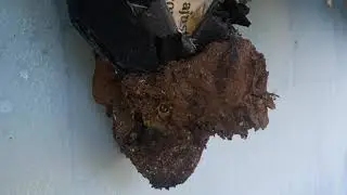 Abelha Boca de Sapo na isca Pet