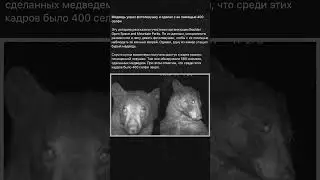 Медведь украл фотоловушку и сделал с ее помощью 400 селфи