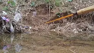 TERNYATA DISINI SARANGNYA IKAN RASBORA || WADERR !!!!