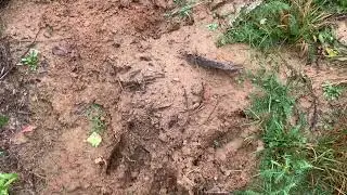 Следы животных есть везде