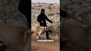 Волки дрогнули перед СИЛОЙ алабая 😲🔥🐺