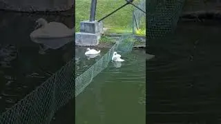 Гомельский парк