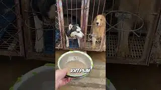 Хаски против Ретривера: кто выиграл в битве за еду? 🍲🔥