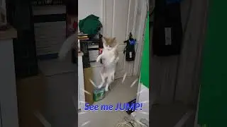 Maine Coon Kitten Epic Jump and Precision Landing #mainecoon #kitten