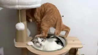 This cat is good at jostling for position#animals #funny #viral #cat