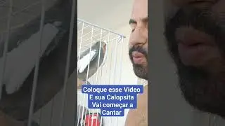 Calopsita Assobiando