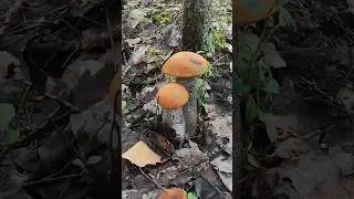 Такая вот вкуснятина растет