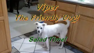 Viper The Friendly Dog. Salad Time!