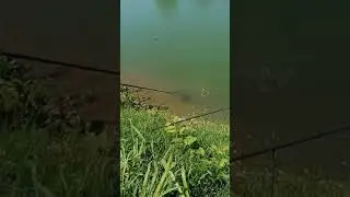 Как ловить Осетра