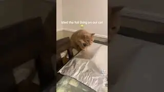 "Cats V.S Tin Foil 💖😂💖" ~ Princess Angel