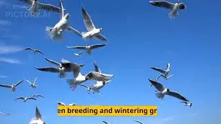 Life of Gull