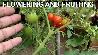Fertilizer at Abo para sa halaman during flowering and fruiting stage
