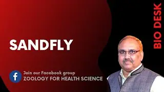 Sandfly | PHLEBOTOMUS ARGENTIPUS