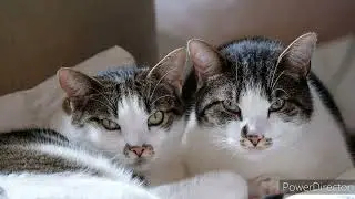 cat vedios