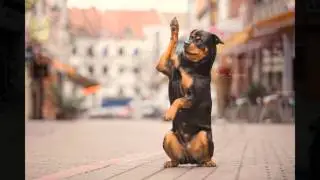 [FMA] Altstadtshooting mit Rottweiler Anju