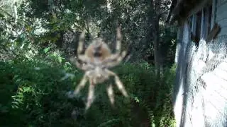 Giant cat spider