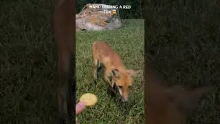 HAND FEEDING RED FOX!! 🦊 #predator #hunting #domestic