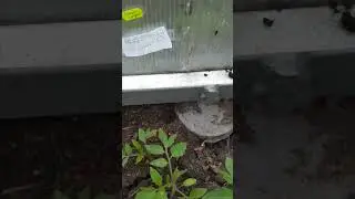 Как избавиться от муравьев в теплице? 🐜 Напишите в комментариях ⬇️⬇️⬇️