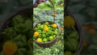 my pepper garden in jamaica 🌶🇯🇲 