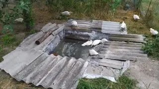 Пруд или бассейн для уток своими руками, первый раз выпустили утят на воду.