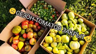 Самый короткий сезон для томатов! ☹️☹️☹️