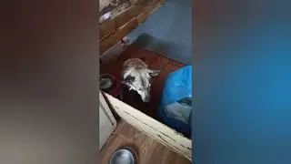 Домашний приют нуждается в помощи🙏