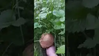 лес около дома нашла белый гриб