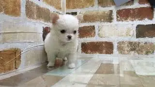 ワンラブ　ペットショップ　名古屋市253560