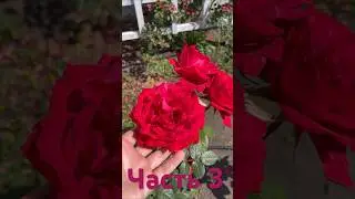Ч.3 Обзор роз с названиями #дача #розы #обзор #рекомендации #саженцы #цветы #lofi