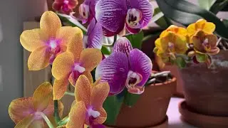 Небольшая зарисовка цветущих сейчас орхидей/ Brief review of blooming orchids