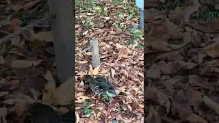 Duck Traveler