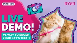 The #1 Way to Brush Your Cat's Teeth - An Easy to Follow LIVE DEMO