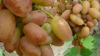 Несколько слов о 