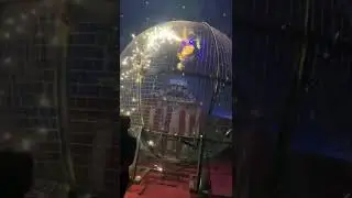 Цирк Франкони