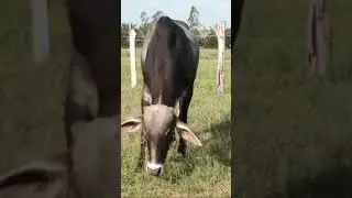 Cow 🐄  #shorts