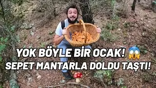 MANTAR TOPLAMA TEMİZLEME - BU KADAR FAZLA BULMAMIŞTIM- EN İYİ MANTAR TOPLAMA VİDEOSU