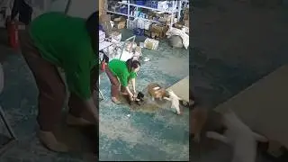 ARKADAŞINA ARKA ÇIKAN KOCA YÜREKLİ KEDİ #kediler #köpek