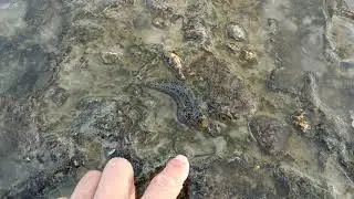 морская собачка