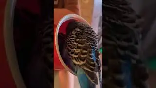 @Говорящий Попугай 🦜 Кеша  