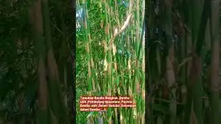 Bambu Unik Bengkok #bambuunikbertuah #bambucombong #bambubengkok#bambuberkhodam
