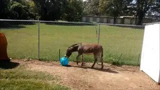 daisy gets a new ball