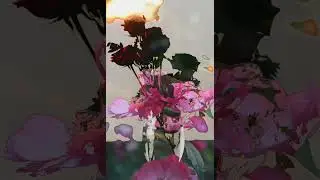 SRK photography nature photography nature natural song nature video nature Hindi old song new video
