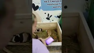 Лапы и уши-3 #дети