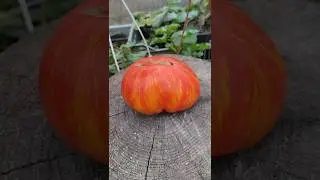 Один из самых красивых, сладких и крупных сортов томата 🍅🍅🍅 