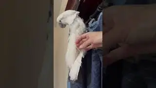 Sara the cute umbrella cockatoo is eating the house and it's getting worse