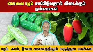 கோவை பழம் சாப்பிடுவதால் கிடைக்கும் நன்மைகள் | பழம், காய், இலை அனைத்திலும் மருத்துவ பயன்கள்