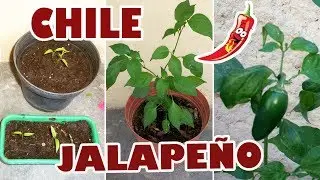 Siembra Chile Jalapeño y Seguimiento por 7 meses