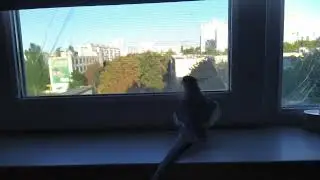 Песенка кореллы Гошки, смотрящего в окно.