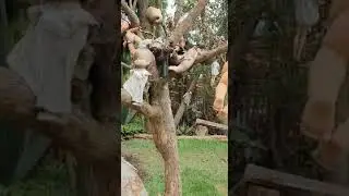 La isla de las muñecas.
