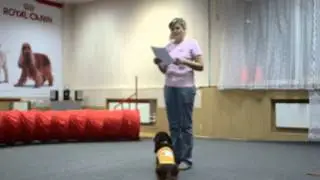 День четвероногого именинника 
